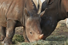 Baby Rhinoceros & Mother