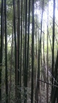 Bamboo - Bamboo - Bambuseae