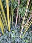 Bamboo, Thatch Vegetation 04