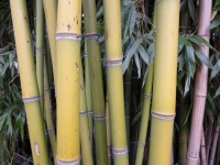 Bamboo, Thatch Vegetation 05