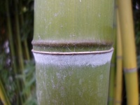 Bamboo, Thatch Vegetation 08