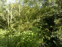 Bamboo And Vegetation