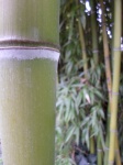 Bamboo, Green Foliage, Vegetation