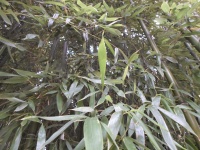 Bamboo, Green Foliage, Vegetation