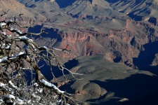 Bare Branches And Grand Canyon