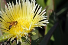 Bee In Ice Plant Flower