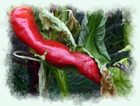 Big Red Chili Pepper On Plant