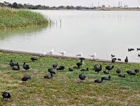 Birds Near A Lake