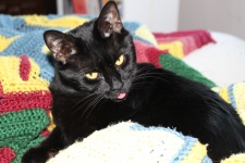 Black Cat On Blanket