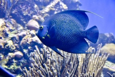 Blue Marine Fish