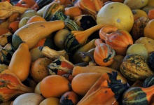 Bushel Of Gourds