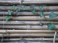 Canisse Thatched Bamboo Slips