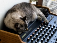 Cat Asleep On A Mixer