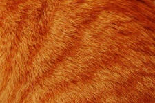 Cat Fur 2
