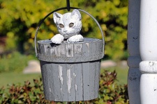 Cat In Water Well Bucket