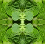 Chinese Cabbage Leaf Abstract