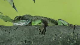 Chinese Water Dragon On A Branch