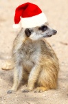 Christmas Meerkat