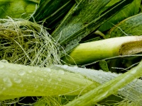 Closeup Wet Corn Husks