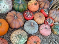 Colorful Pumpkins And Gourds