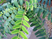 Compound Tipuana Leaves