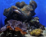 Corals In Saltwater Aquarium