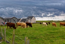 Cows In Field
