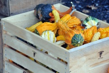 Crate Of Colorful Gourds