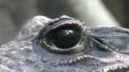 Crocodiles Eye