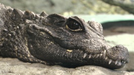 Crocodiles Head