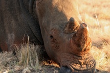 Cropped Horn Of Mature Rhinoceros