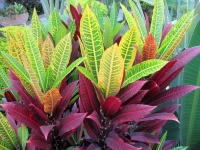 Croton Type Plants
