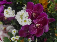 Daisies And Orchids