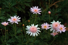Daisies In Light Pink