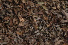 Dead Leaf Field