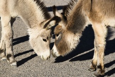 Donkeys In Love