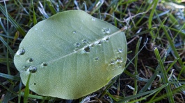 Droplets On A Leaf