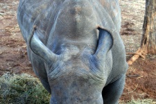 Ears Of White Rhinoceros