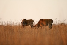 Eland Antelope In The Veld