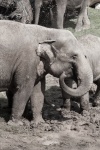 Elephant In Mud