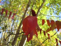 Fall Sumac Tree