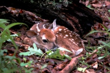Fawn Over The Fawn! <3