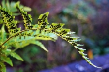 Fern Leaf With Spores