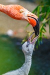 Flamingo Feeding Young
