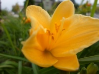 Yellow Flower Yellow Flower
