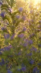 Purple Blue Flowers