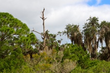 Florida Marsh Landscape