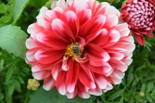 Flower With A Bee