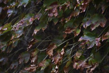 Frost Damaged Ivy Leaves