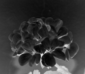 Geranium Flower Invert